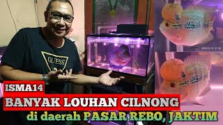 IKAN LOUHAN CILNONG PAK JAMAL
