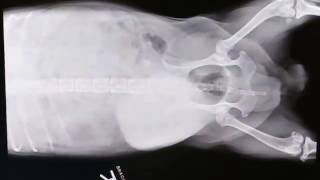 A 10-year-old Jack Russell has gigantic breast tumours  X-rays Pt 2