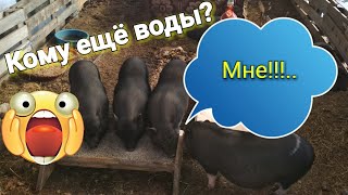 Поросята сидят без воды. Делаем большую поилку.