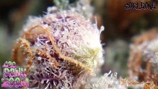 Close up of CORLEONE KUSH - Dank ZOOM #5