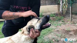 Kangal Standart auf Deutsch!