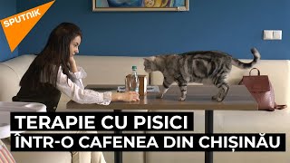 Terapie pentru suflet: Un local a venit cu o inițiativă neobișnuită pentru clienți