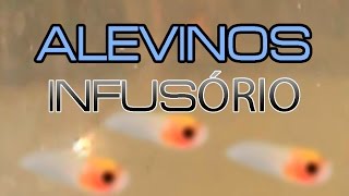 COMIDA CASEIRA P/ ALEVINO ( INFUSÓRIO BANANA)