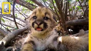 Cute Mountain Lion Kittens | National Geographic
