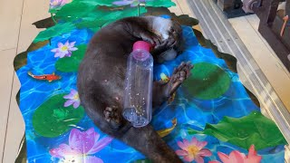 カワウソと猫にトリックアートを見せたらこっちが驚いた I showed the otter and the cat some trick art and I was amazed.