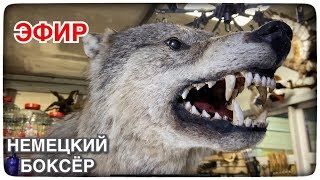 КАК Я СЪЕЗДИЛ НА ПТИЧИЙ РЫНОК САДОВОД МОСКВА