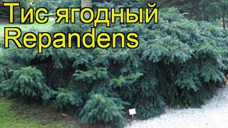 Тис ягодный Репанденс. Краткий обзор, описание характеристик taxus baccata Repandens