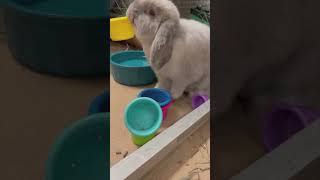 Ricotta Plays with Food #shorts
