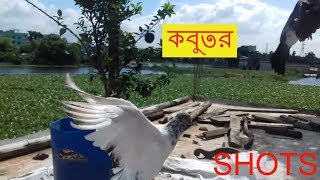 Pigeon Shots | kobutor palon bangla | Shourav Vlogs |