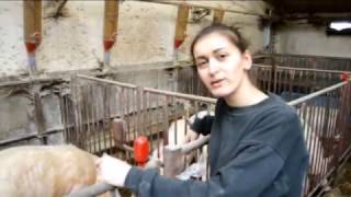 Искусственное осеменение свиноматок 18+