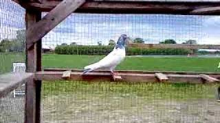 Pakistani  highflying pigeons Part 1