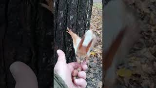 Орехи для белок / Nuts for squirrels