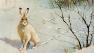 Охота на зайца! Неожиданно повезло!!!/Hunt for hare !Suddenly lucky !!!