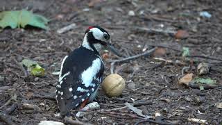 Про дятла и грецкий орех / About woodpecker and walnut