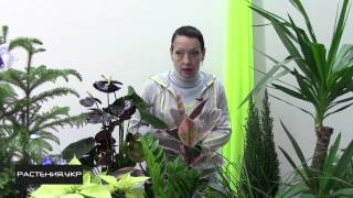 Лена Литвинова - Косач / Lena Litvinova - Kosach