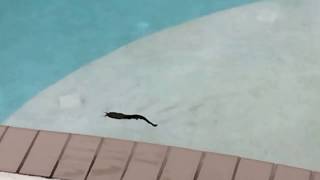 Walking Catfish