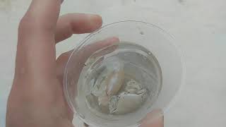 CRAB GO ????