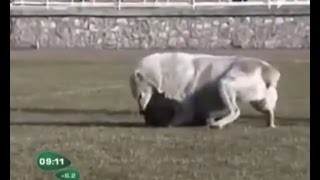 ძაღლების ჩხუბი