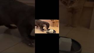 肉と魚大好きのカワウソに豆腐をあげたら、思わぬ展開に Giving Tofu to an Otter Leads to an Unexpected Turn of Events #shorts