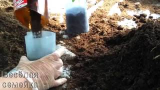 Стаканчики из пленки. Хитрости набивания землёй