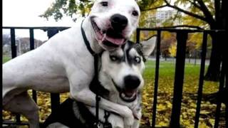 Animales chistosos
