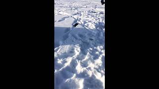 Наглая норка на рыбалке!