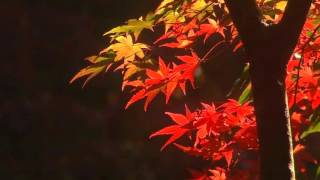 Autumn footage  / Осенний футаж 55