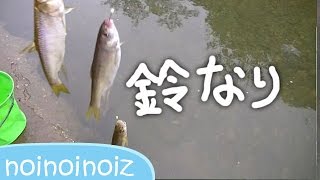 オランダ仕掛け釣り【鈴なり編】一気に何匹釣れるかやってみた