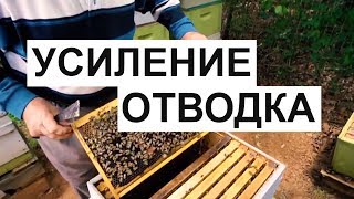 Пасека #27 Помощь отводку засевом, когда не плодная матка - УСИЛЕНИЕ ОТВОДКА Пчеловодство Пасека.