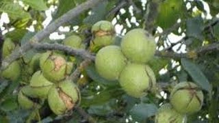 Собираю грецкие орехи, груши и яблоки. Жизнь в Германии.