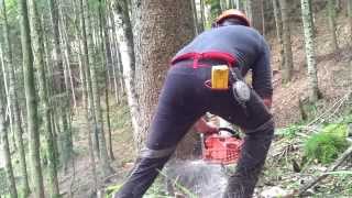 Falling a mountain spruce 1 - Dolmar 7900HD