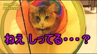 【おしゃべりな猫 #005】人に話したくなる おもしろい 雑学 おしゃべり 猫の真実 Norwegian Forest Cat ノルウェージャンフォレストキャット NANOCA