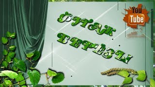 ФУТАЖ  Берёзы