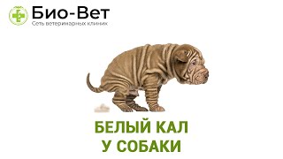 Белый Кал У Собаки & Почему У Собаки Белый Кал. Ветклиника Био-Вет