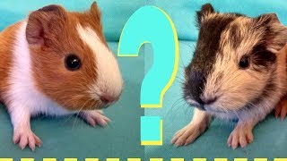Как определить пол морской свинки. Мальчик или Девочка?