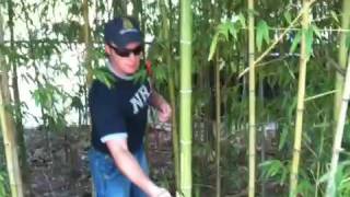 Cold steel trail master sk5 bamboo cut test