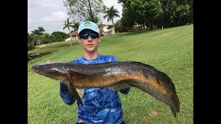 Fishing for big Bullseye Snakeheads in South Florida with topwater frogs.