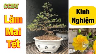 Chia Sẻ Bí Quyết | Kinh Nghiệm Làm Mai Tết Thành Công ||CCDV.