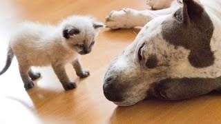 Добрые собаки и Маленькие Котята! Первая Встреча!