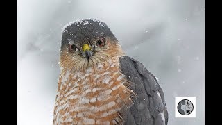 Oiseaux de proie du Québec: Épervier brun