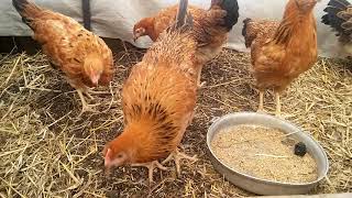 Кучинские цыплята в три месяца 2