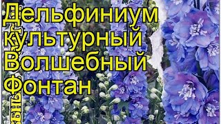 Дельфиниум культурный Волшебный Фонтан. Краткий обзор, описание delphinium Magic Fountain