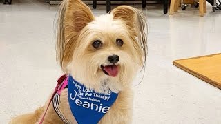 Three-legged therapy dog heals others - cancer survivor dog