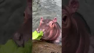 Baby Hippo Fritz Looking for Attention - Cincinnati Zoo #shorts