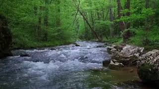 Forest ‘bathing’ could be the key to improving mental health