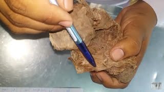 Anatomy of horse penis (cross sectional view) #equine #horse