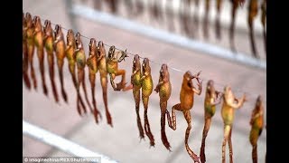 Protected frogs are DRIED shops can make traditional Chinese medicine women'look beautiful'