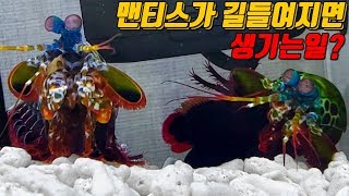 폭군 맨티스쉬림프가 길들여지면 생기는일? If mantis shrimp is tamed? [해수인TV]