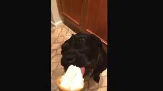 Bella the dog eats a Mr Whippy ice cream in slow mo video.