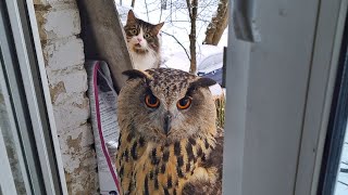 Филин Ёль и кот Мурлок- тонкие отношения. Сова и кот - кто кого троллит? Кто отключил камеру?